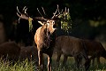 Le moment le plus intéressant pour l'observateur est bien sûr celui du brame; seule période pendant laquelle biches et cerf forment la harde. Mammifère, cerf, brame, forêt, biche 
 
 